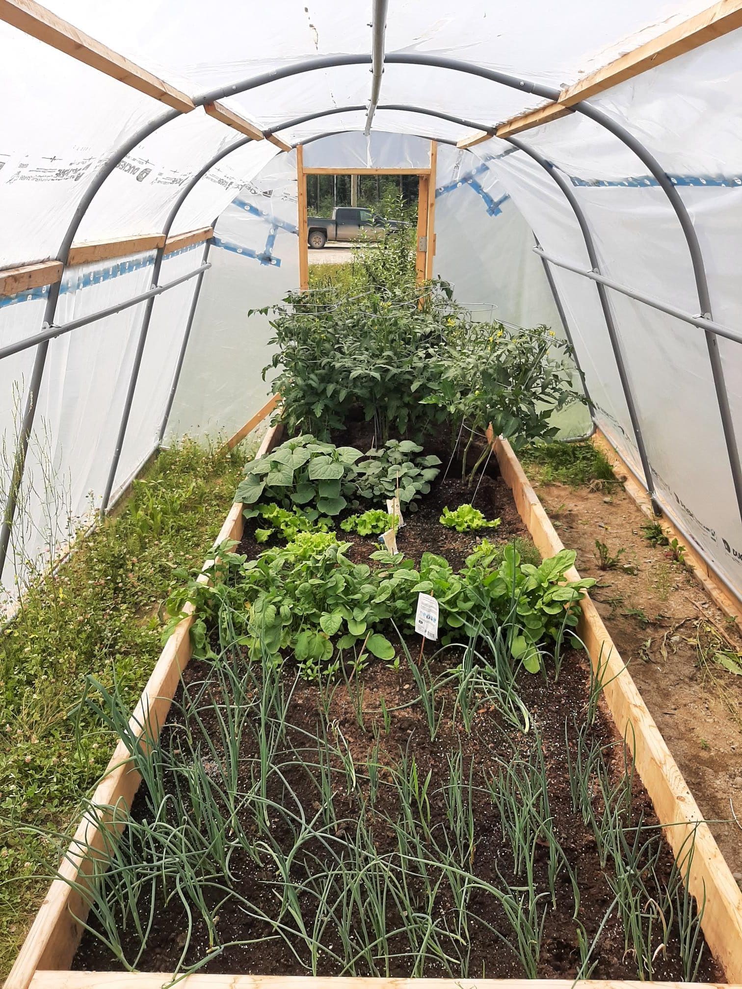 The inside of a greenhouse with vegetables growing in it.